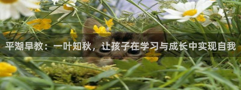 天顺娱乐列72182：平湖早教：一叶知秋，让孩子在学习与成长中实现自我